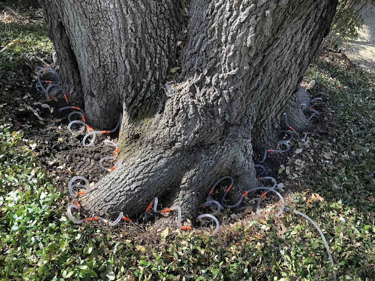Detailed Tree Cabling and Bracing job site in Wysox