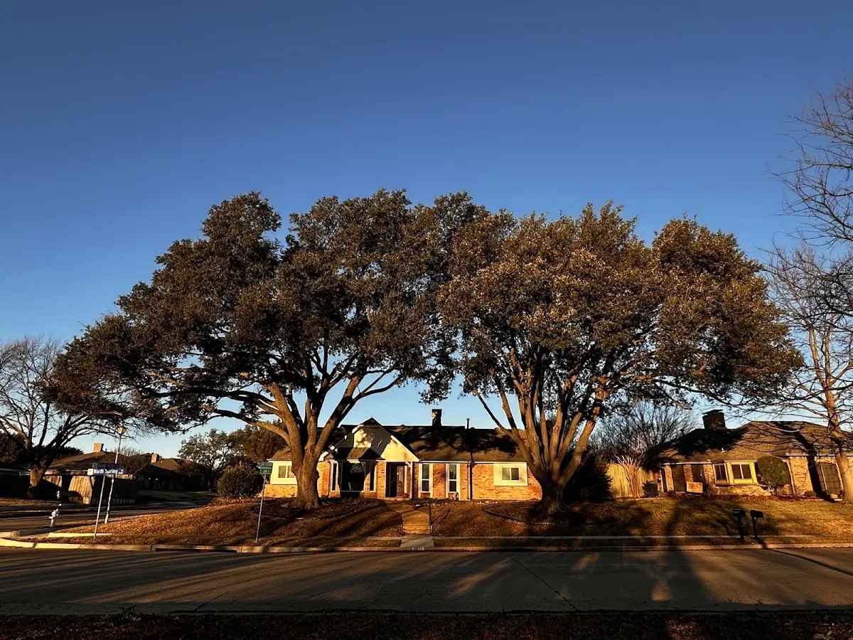 Established residential canopy tree shading a home in Wysox